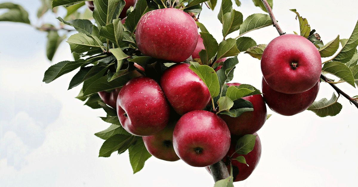 Benepisyo ng Mansanas para sa HighBlood, Cholesterol at iba pa!